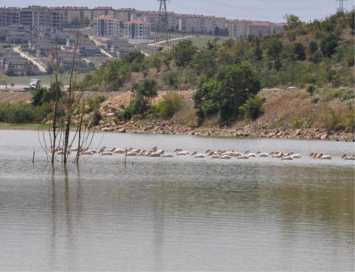 Boğazköy Barajı\'na Bu Kez Pelikanlar Geldi
