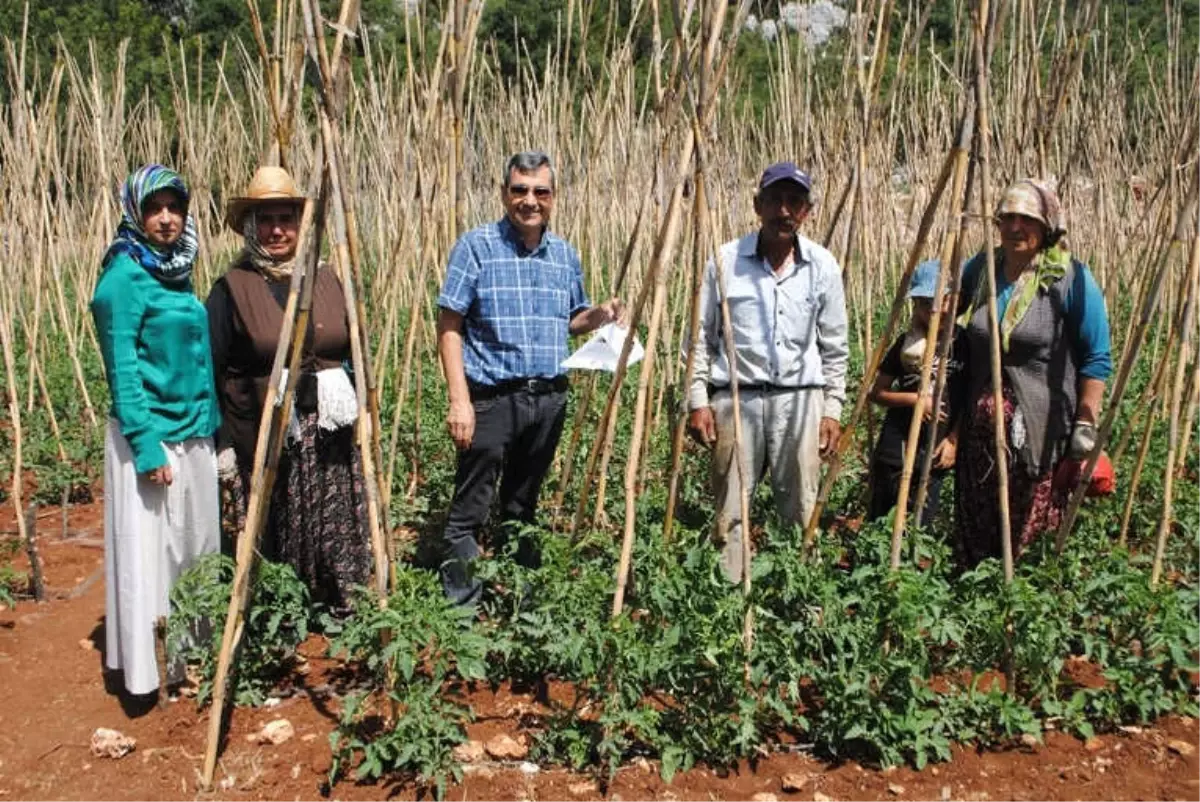 Domates Güvesi ve Akdeniz Meyve Sineğine Karşı Mücadele