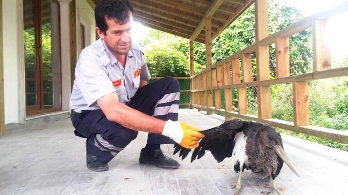 Hasta Balıkçıl Kuşuna İtfaiye Sahip Çıktı