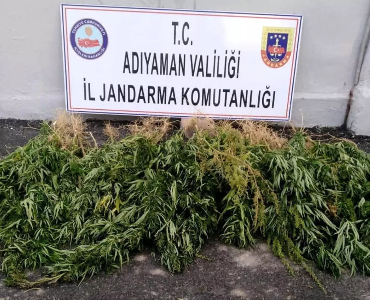 Jandarma Kenevir Ele Geçirdi