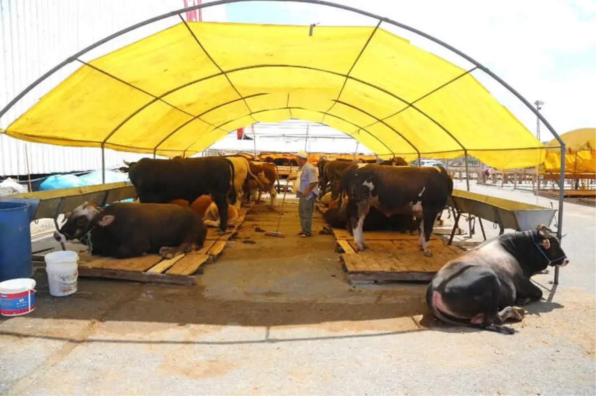 Kurbanların Gelmesiyle Hazırlıklar Tamamlandı