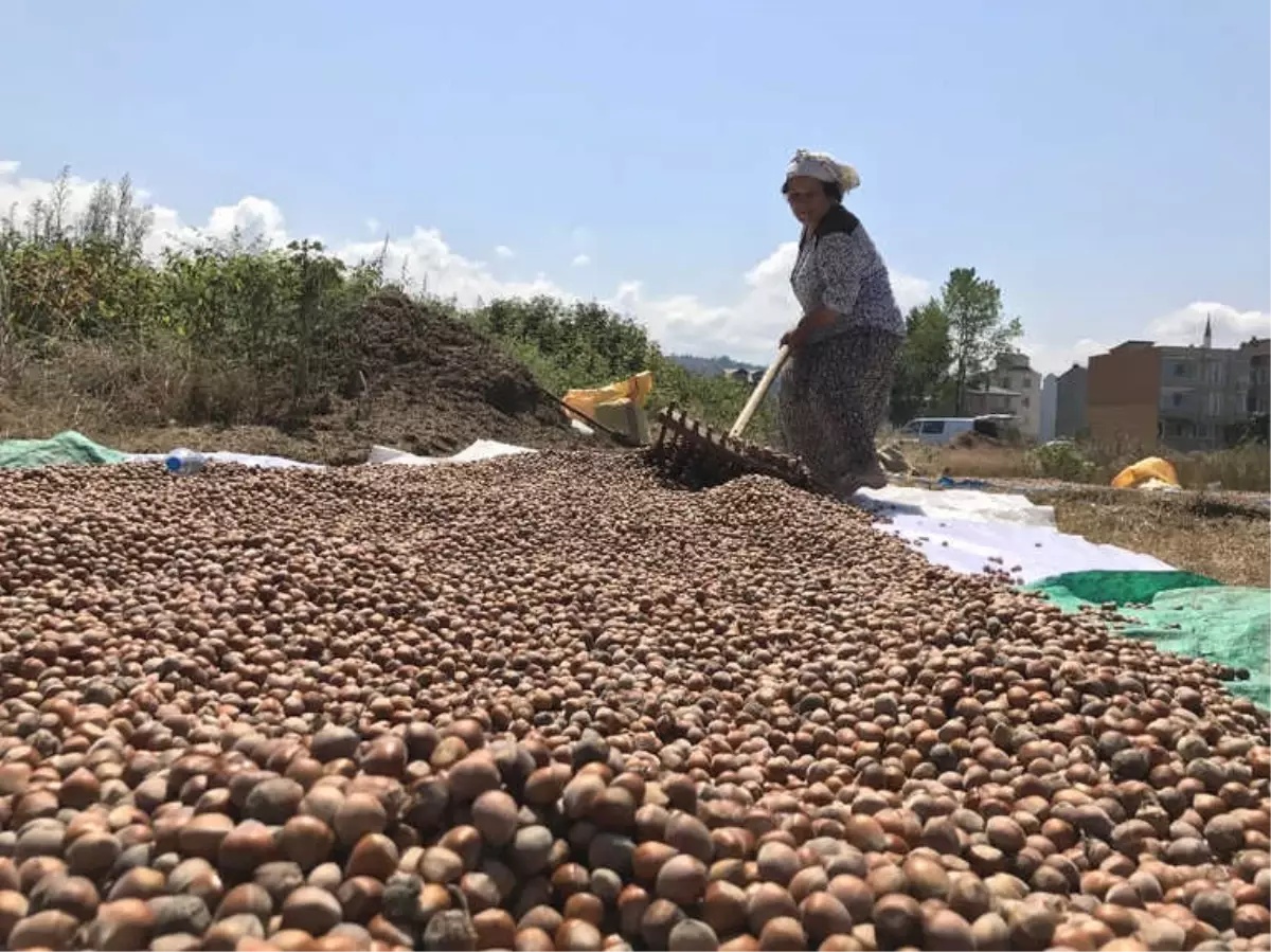 Ordu\'da Fındık Borsası Açılıyor