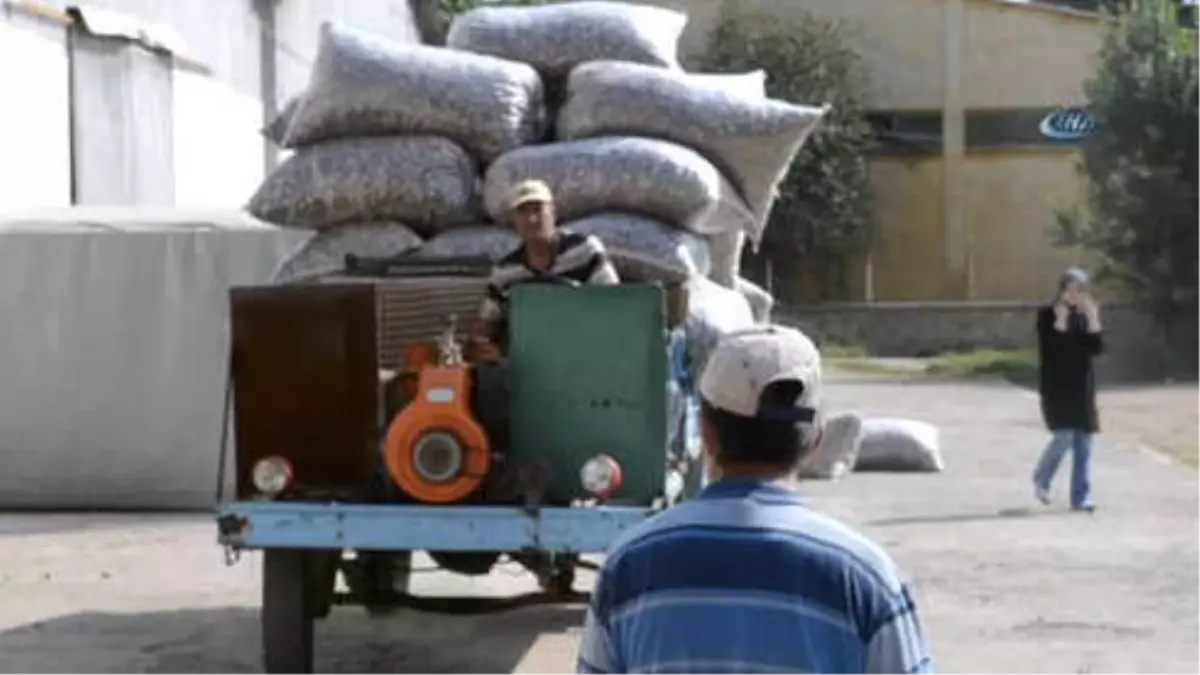 Şuhut\'ta Haşhaş Kapsülü Hasadı Devam Ediyor