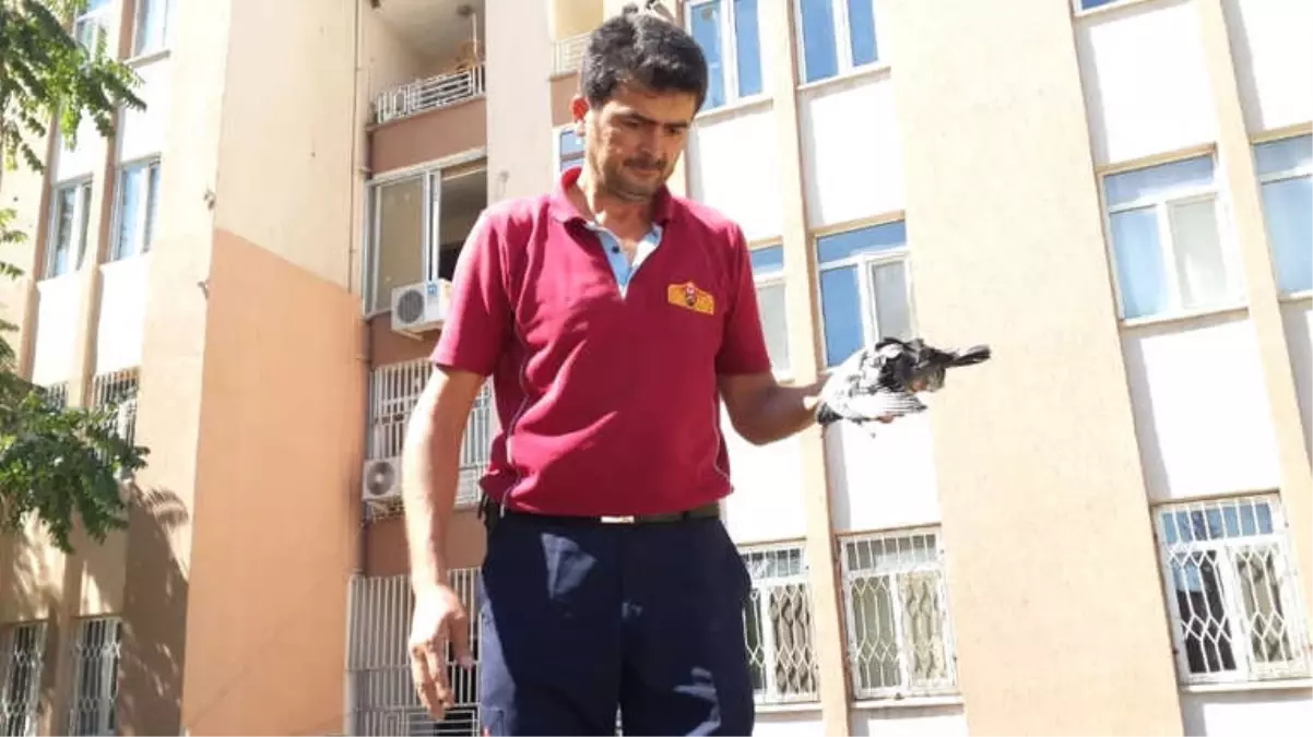 Tele Takılan Kuş Kurtarıldı