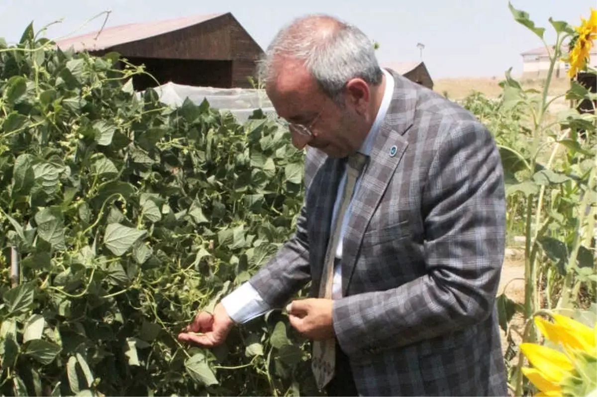 Van Gölü Kıyısındaki Hobi Bahçesinde Yılın İlk Hasadı