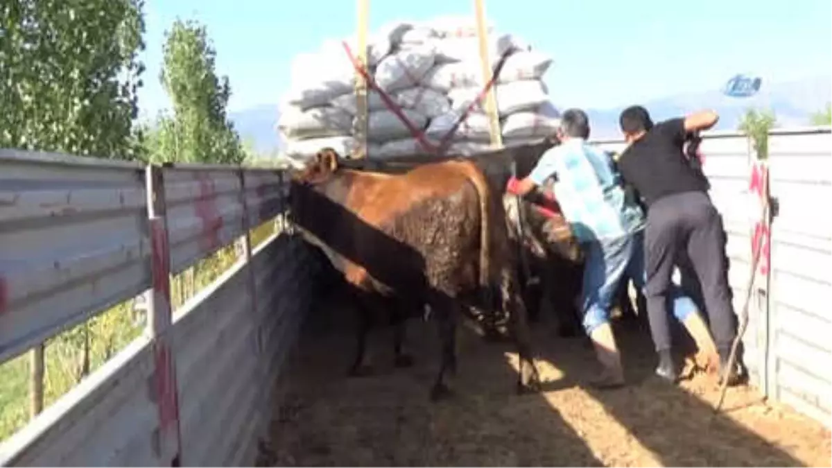 1 Tonu Bulan Kurbanlıklar Batı İllerine Ulaştırılmak Üzere Yola Çıktı