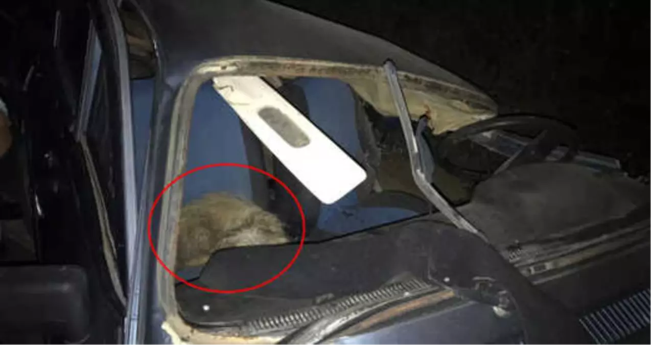 2 Kişinin Can Verdiği Kazada Köpeğin Vefası Herkesi Duygulandırdı