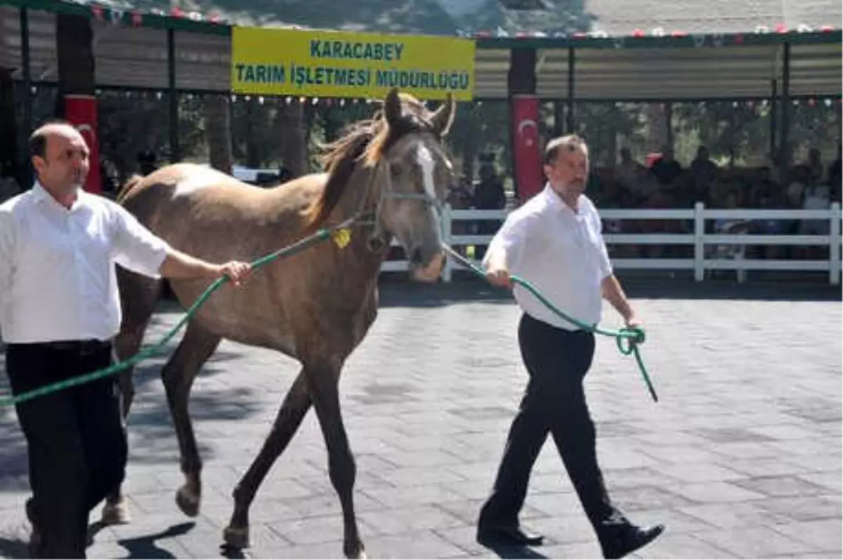 2 Yaşındaki Tay 160 Bin Liraya Satıldı