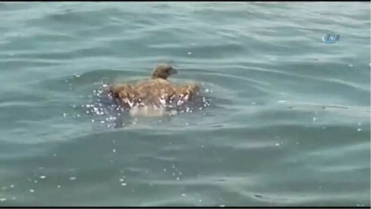 Ava Giden Kartal Boğulmaktan Son Anda Kurtarıldı