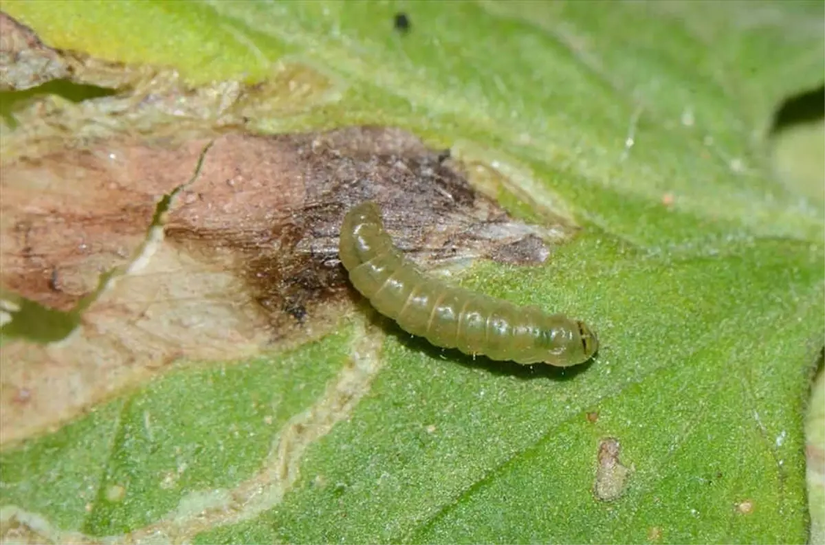 Bartın\'da Domates Zararlısı ile Mücadele