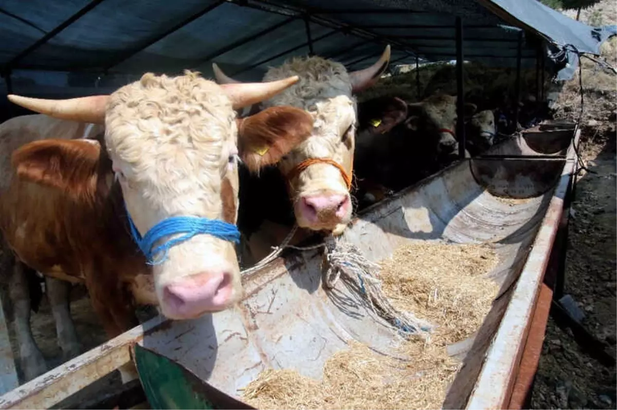 Bayraklı Belediyesi Kurban Bayramı\'na Hazır