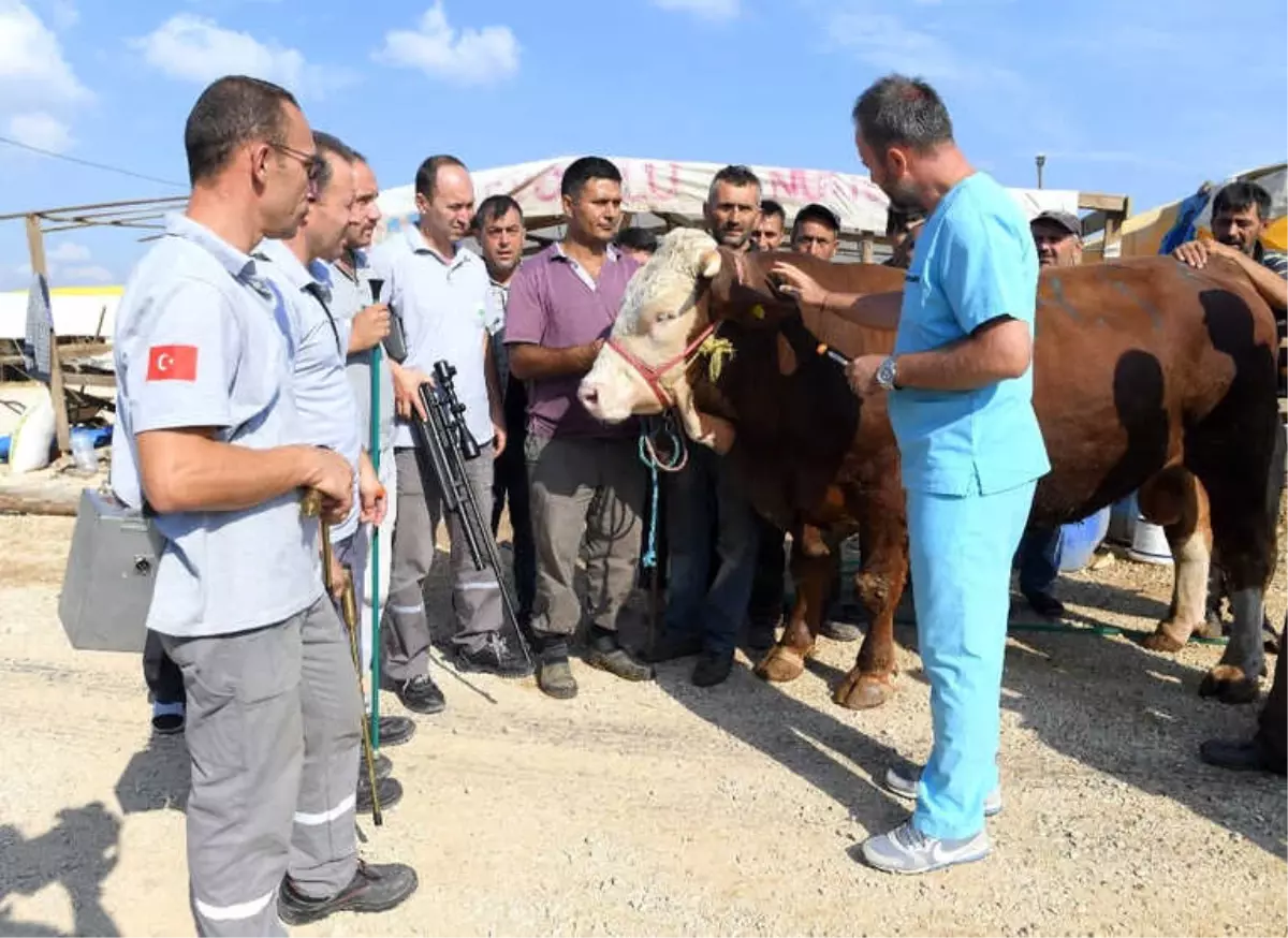 Boğa Yakalama Timi Göreve Hazır