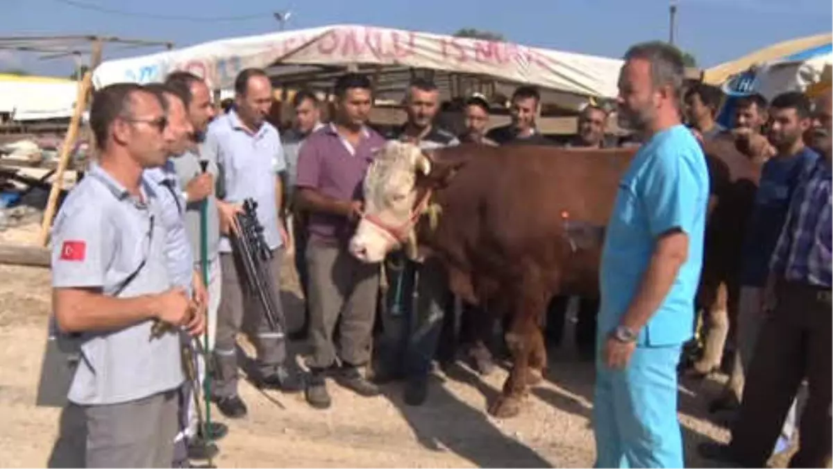 Boğa Yakalama Timi Göreve Hazır