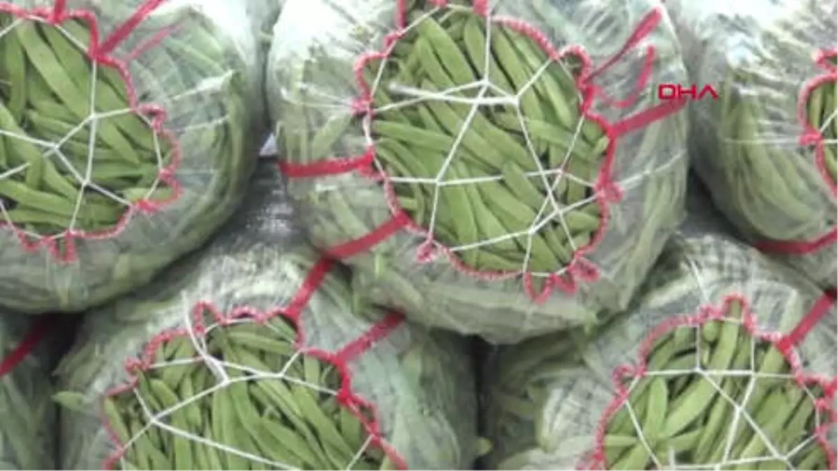 Burdur Fasulye Üreticisi Fiyattan Memnun