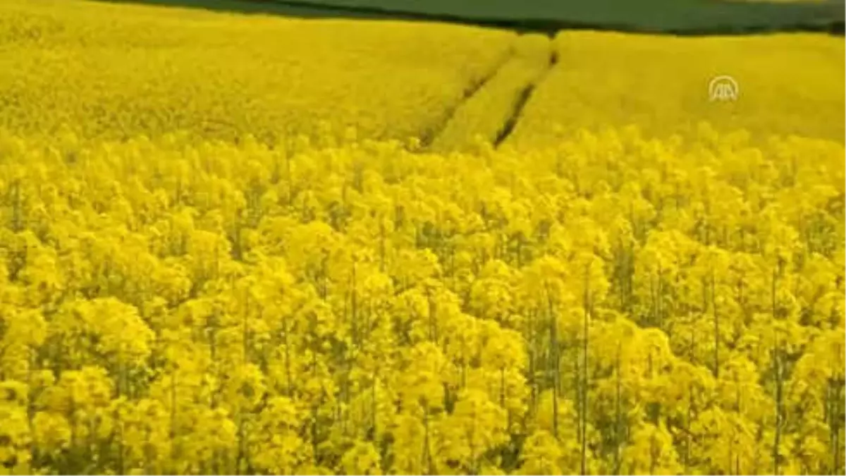 Çiftçilere "Kanola Tohumu" Uyarısı