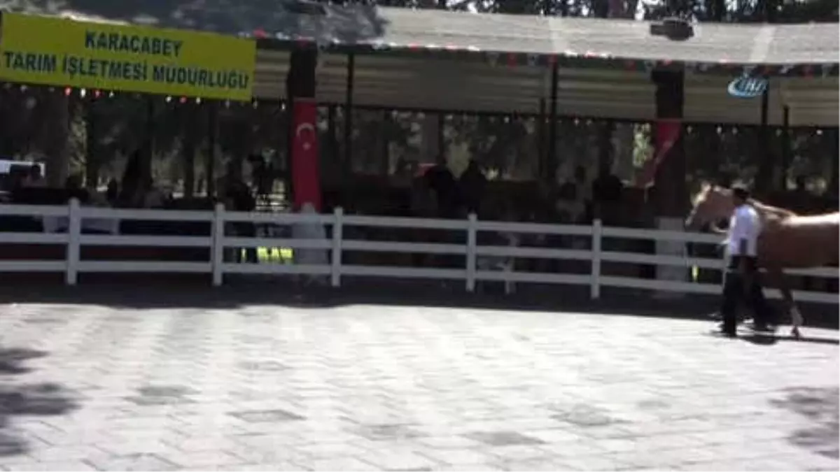 Daire Fiyatına Tay... 54 Safkan Arap Tayı İhale Usulüyle Satışa Sunuldu