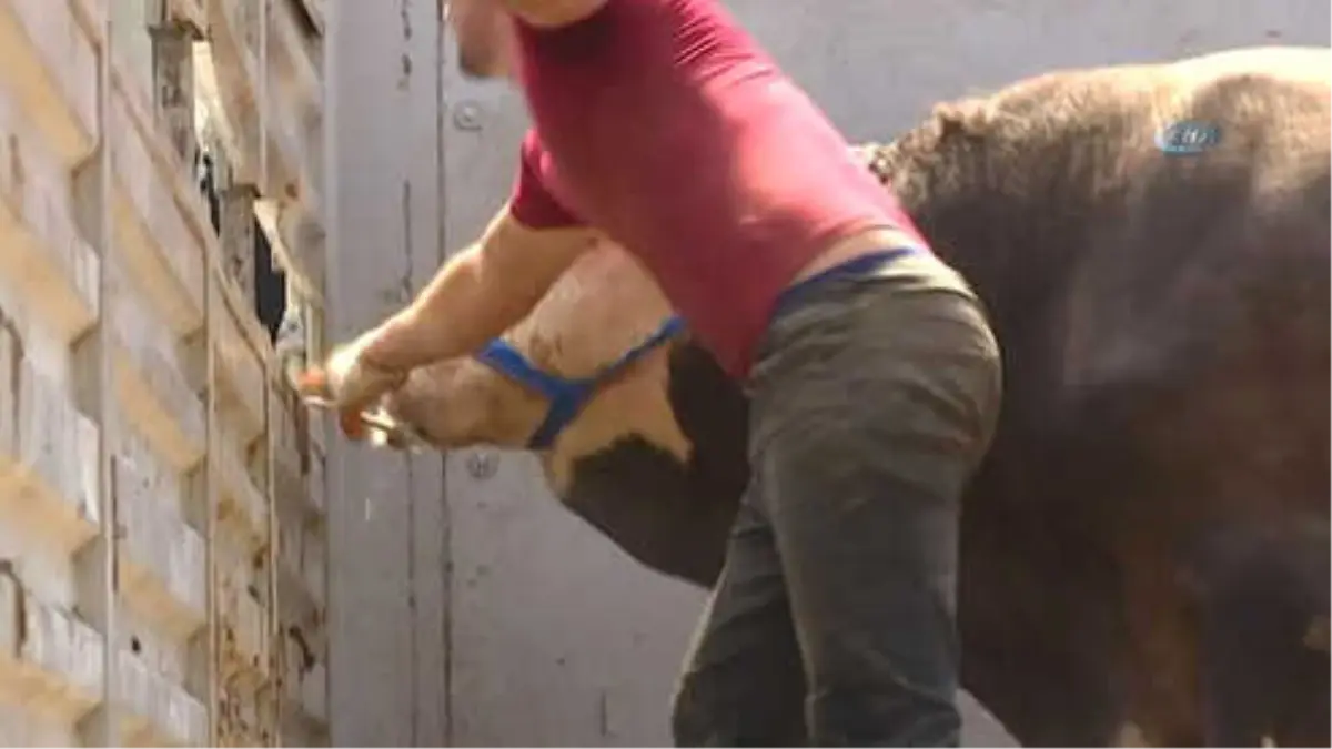 Kaçan Kurbanlık Zor Anlar Yaşattı