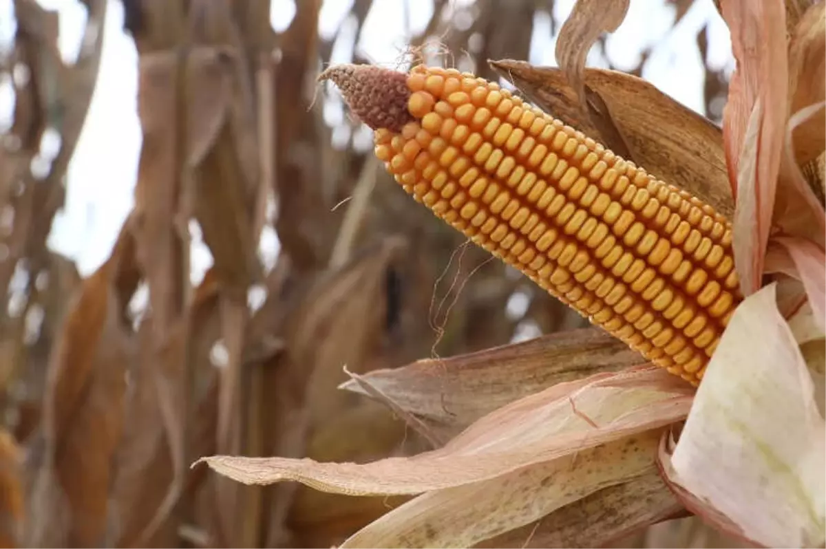 Türkiye\'nin Mısır Üretiminde 1. Sırada Yer Alan Adana\'da Hasat Başladı