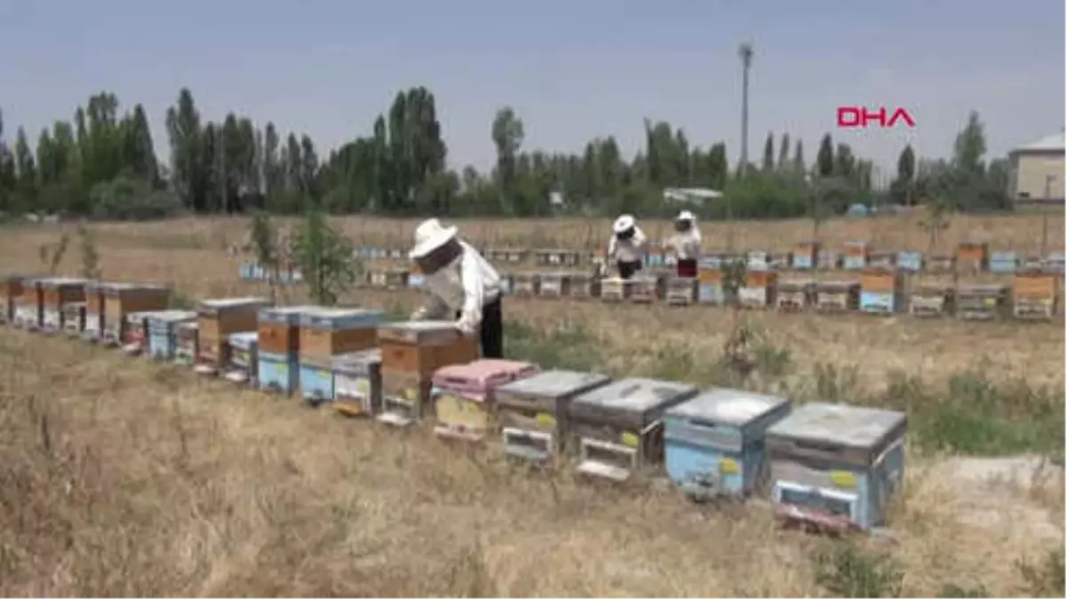 Van Kadın Arıcıların Ürettiği Bal, Marka Oldu Hd