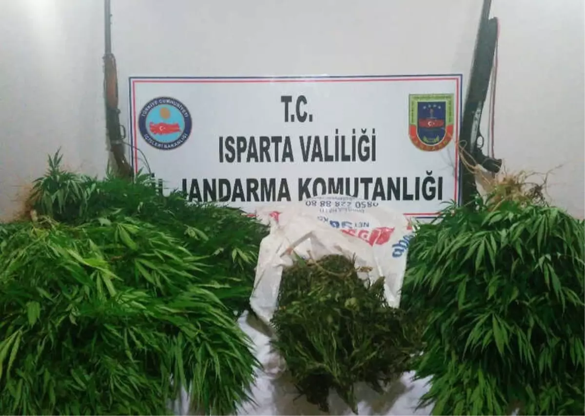 Yalvaç\'ta Yasa Dışı Kenevir Yetiştiriciliğine Jandarma Baskını: 1 Gözaltı