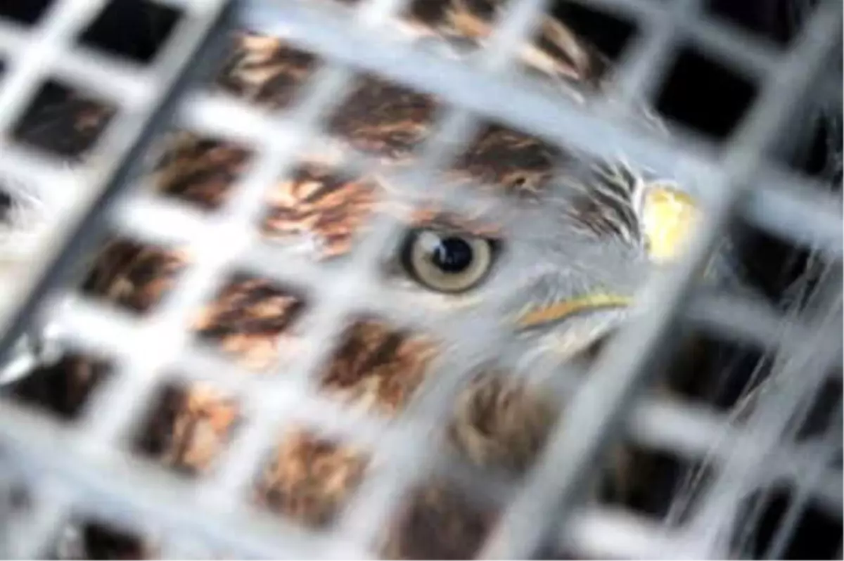 Yaralı Şahin, Tedavisinin Ardından Doğaya Salındı