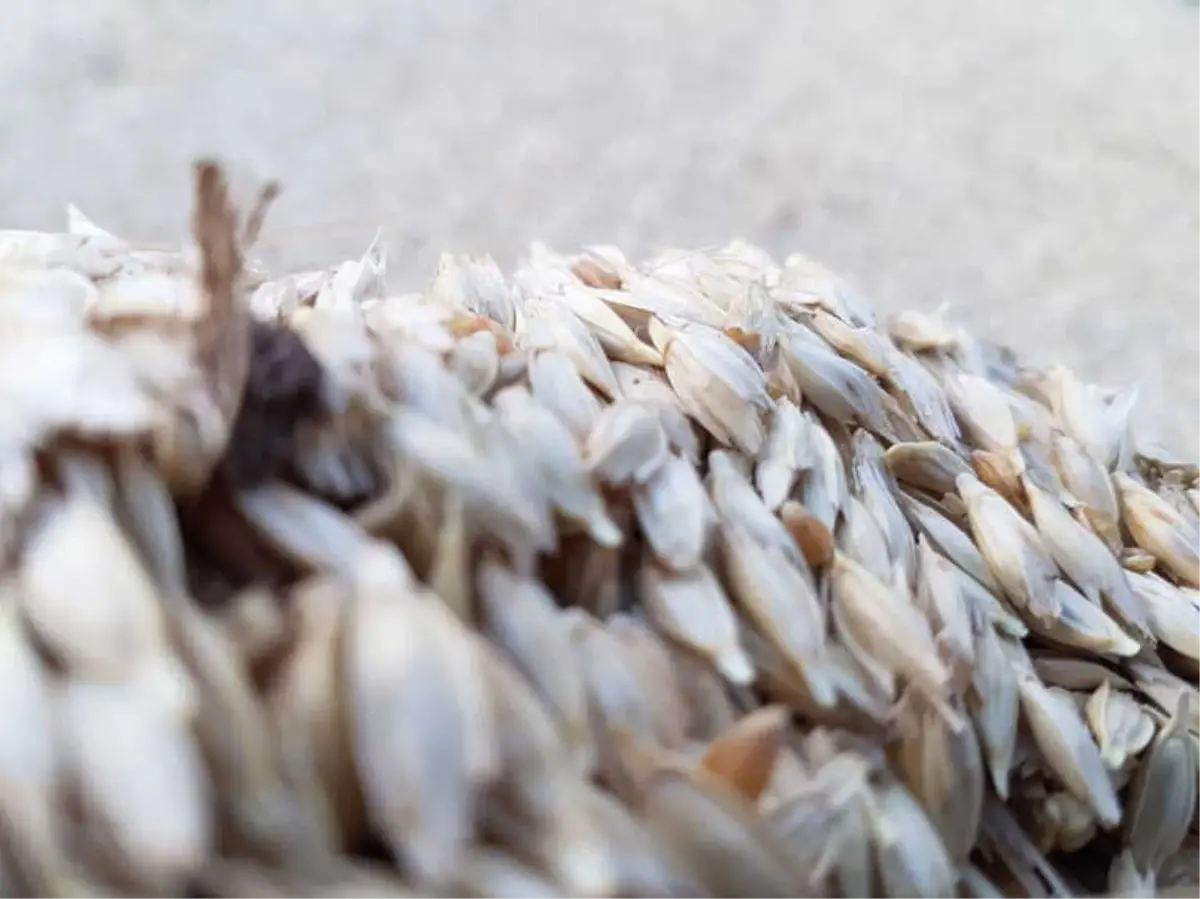 3 Bin Yıllık Siyez Buğdayının Hasadı Yapıldı