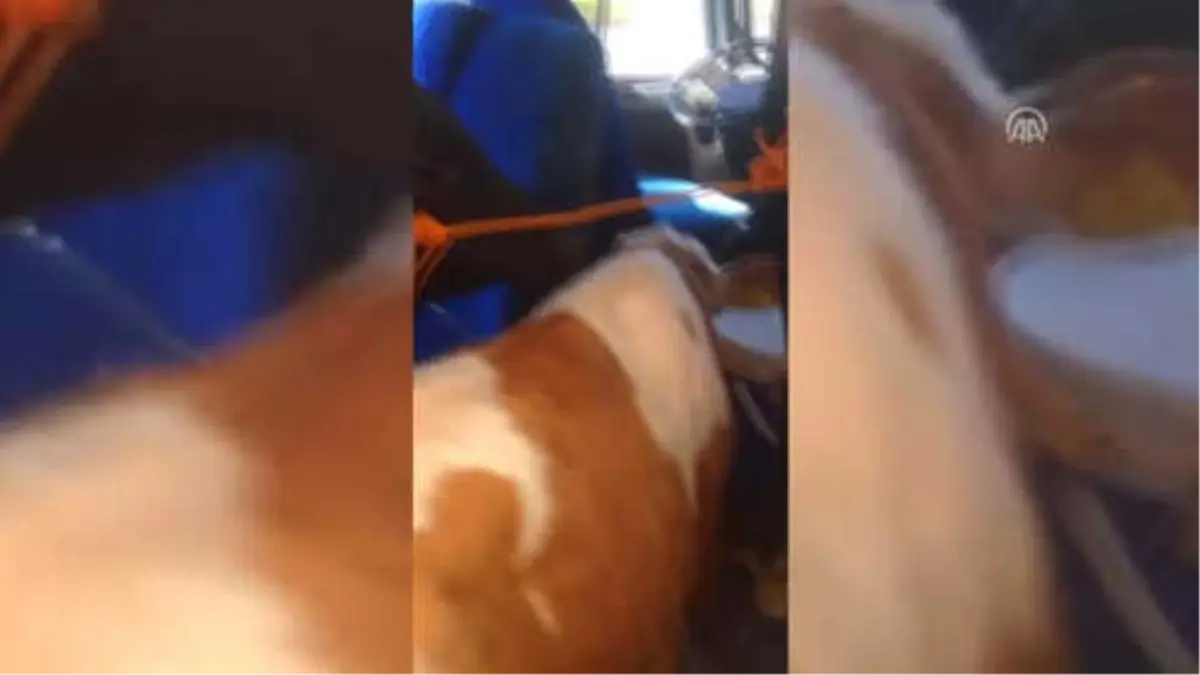 Minibüse 5 Büyükbaş Sığdırmışlar