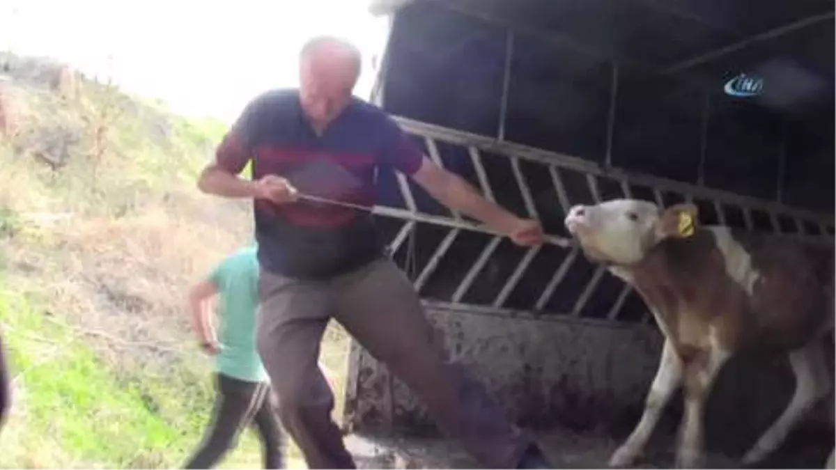 Podyuma Bu Defa Buzağılar Çıktı