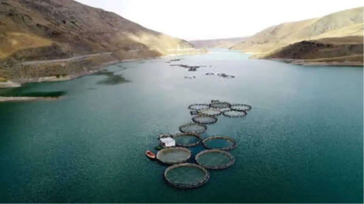 Van\'da Baraj Gölünde Avrupa Standartlarında Alabalık Üretimi