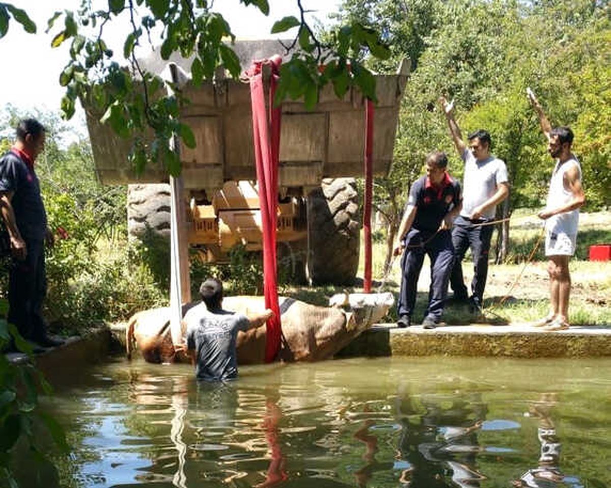 Elazığ\'da Havuza Düşen İnek Kurtarıldı