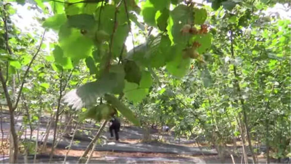 Fındıktaki Kayıplar "File Örtü" ile Önlenecek