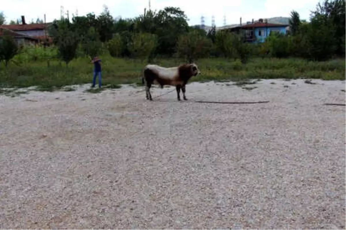 Kamyonetten Atlayıp Kaçan Boğa, Uyuşturucu İğneyle Yakalandı