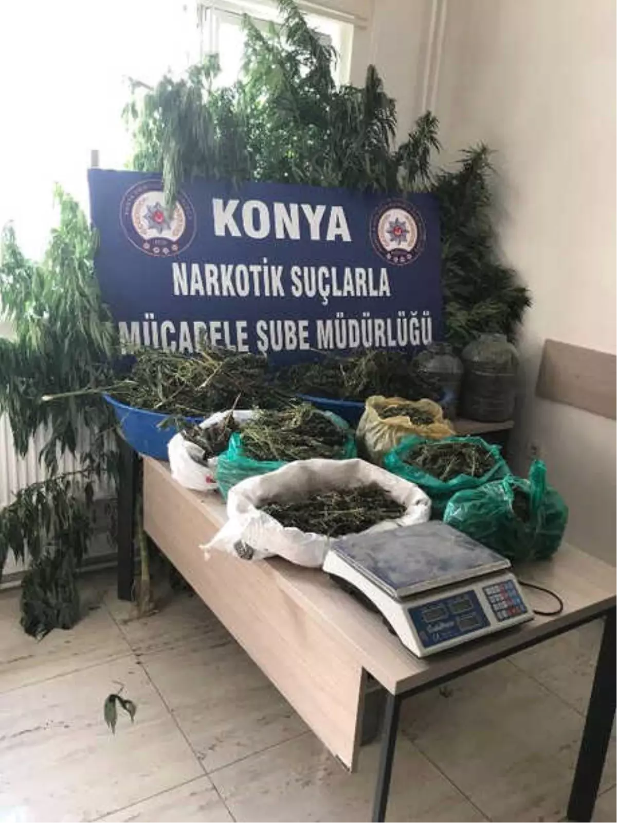 Kenevirlerin Boyu Bahçe Duvarını Aşınca Yakalandı