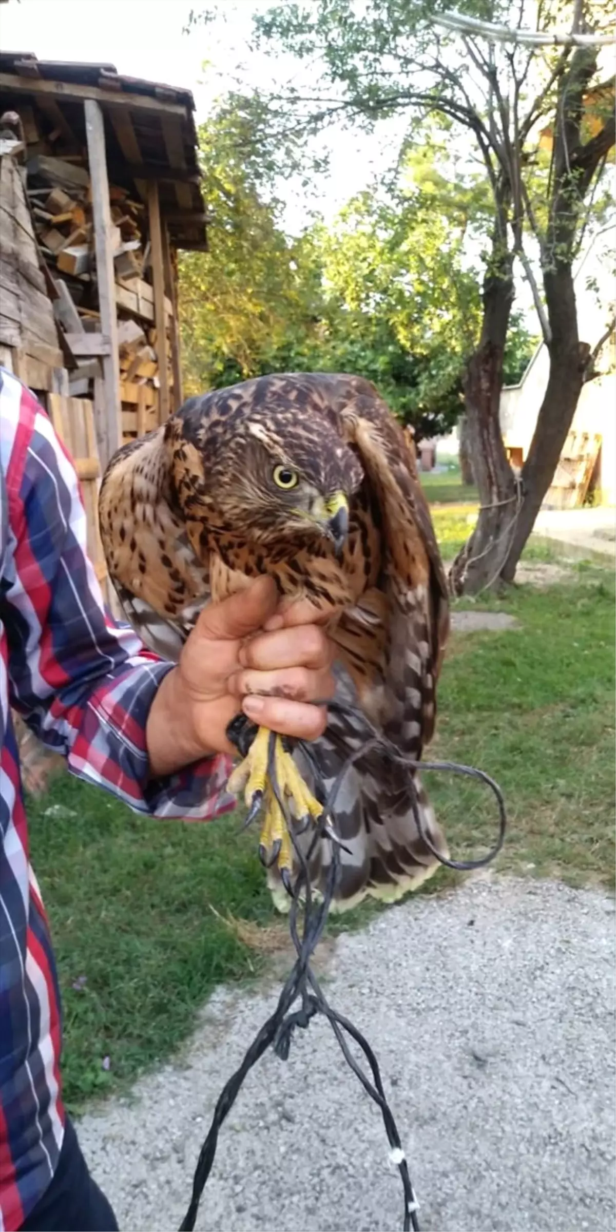 Kümesine Dadanan Şahini Yakalayıp Yetkililere Teslim Etti