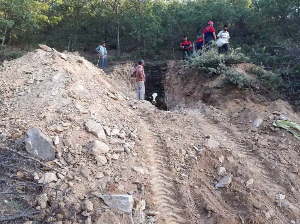 Kuyuya Düşen Hamile İneği İtfaiye İş Makinesiyle Kurtardı