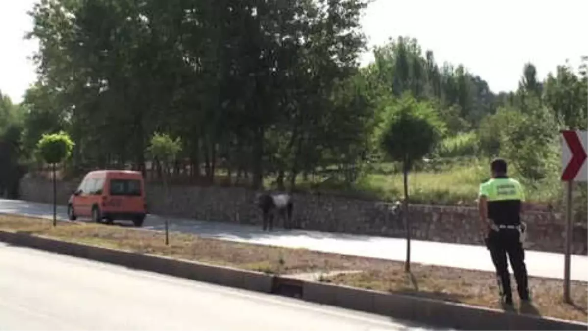 Mezbahaya Götürülürken Kaçan Boğayla 3 Saatlik Mücadele