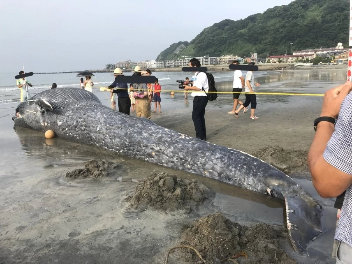 Dev Mavi Balinanın Ölü Bedeni Japonya Sahillerine Vurdu