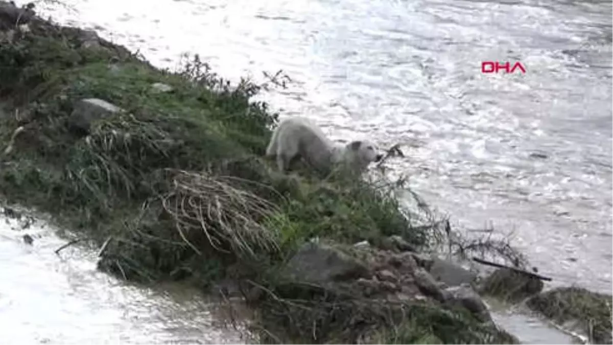 Ordu Sele Kapılan Köpek Kurtarıldı Hd