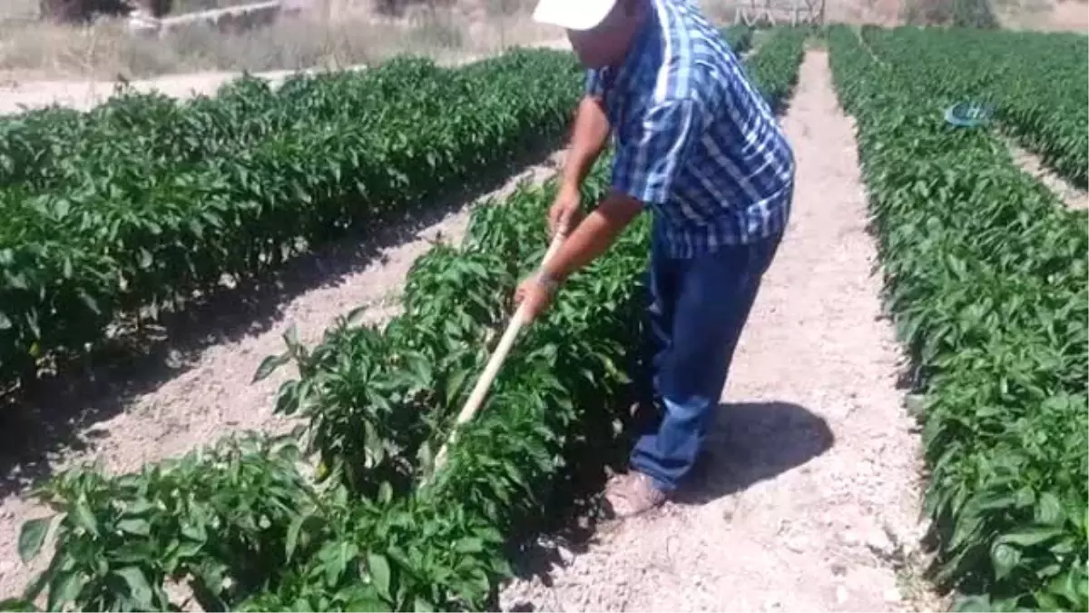 Örnek Çiftçinin Yetiştirdiği Ürünler Yok Satıyor