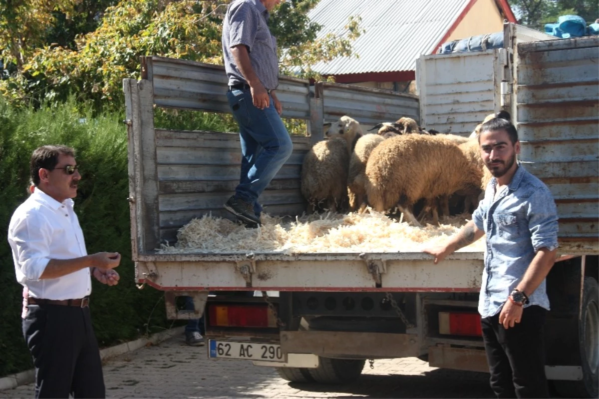 Tunceli\'de Genç Çiftçilere Bin 20 Koyun Dağıtıldı