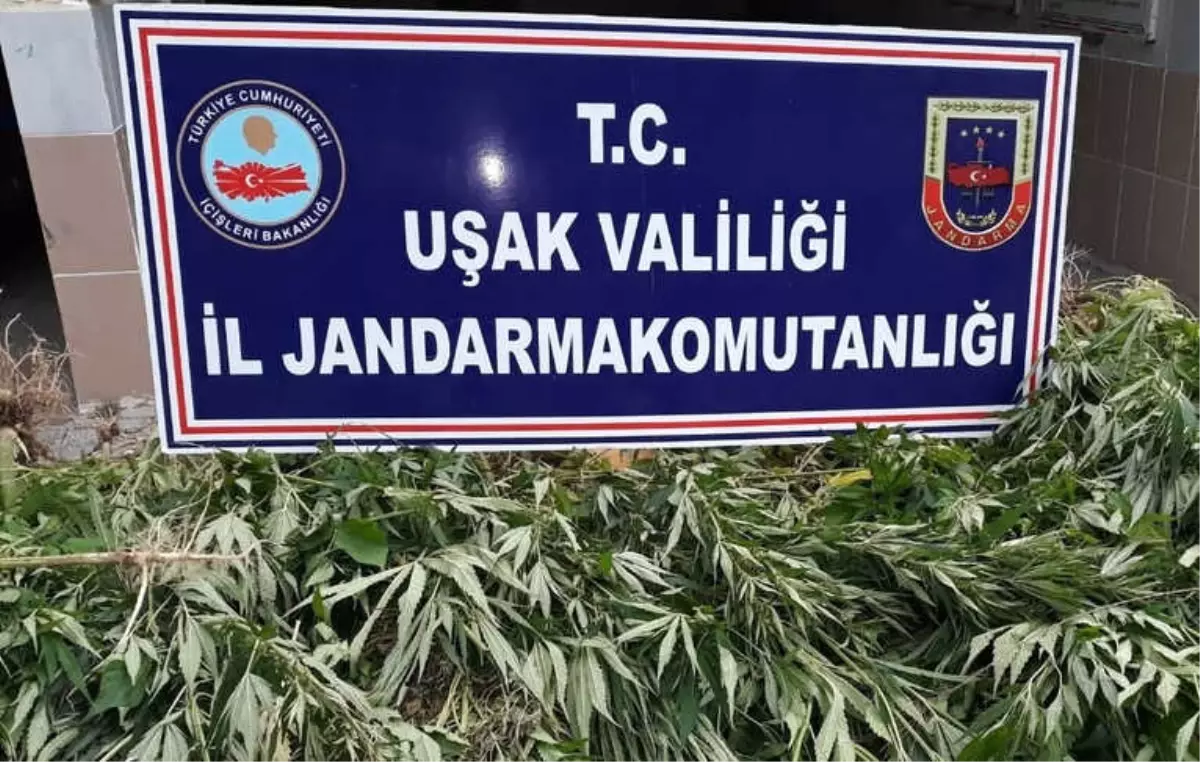 Uşak\'ta 136 Kök Kenevir Ele Geçirildi