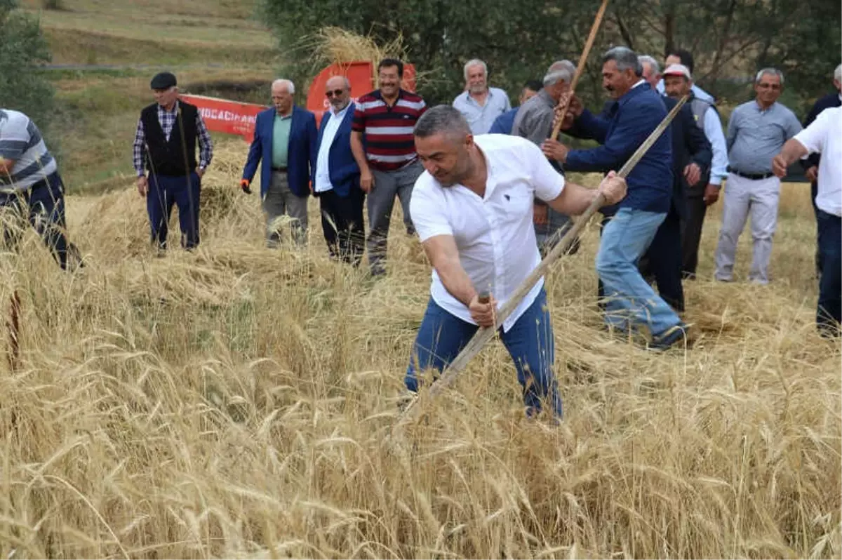 2 Bin Yıllık Ata Tohumu Buğday Verdi