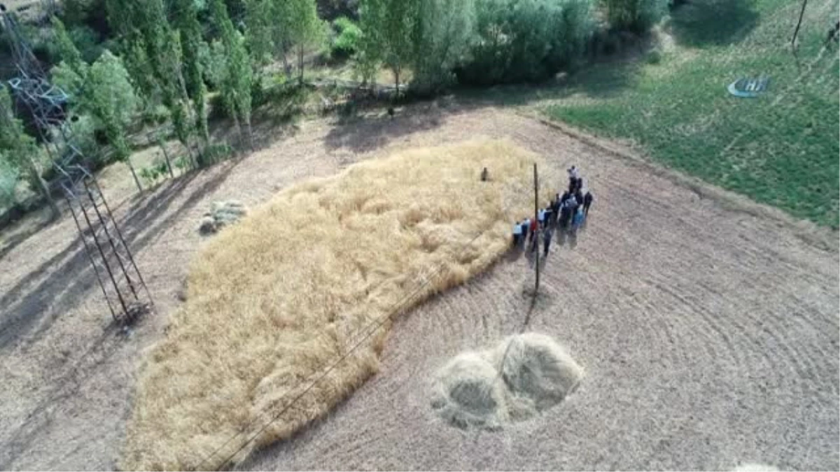 2 Bin Yıllık Ata Tohumu Buğday Verdi
