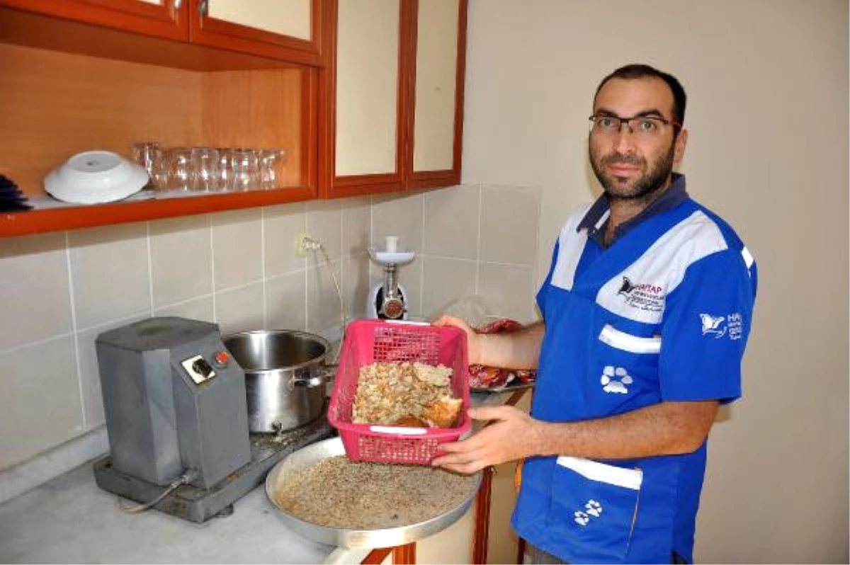 Bayat Ekmekler, Sokak Hayvanları İçin Kuru Mamaya Dönüşüyor