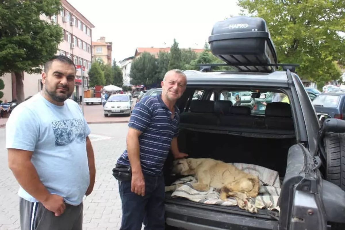 Boz Ayının Saldırısına Uğrayan Köpek Bursa\'ya Götürüldü