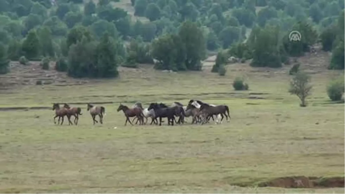 Eynif Ovası\'nın Yılkı Atları Belgesele Konu Oldu