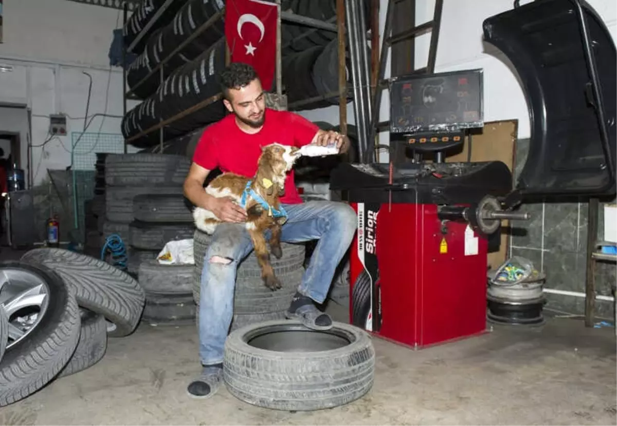 Biberonla Beslenen Oğlak Oto Sanayinin Maskotu Oldu