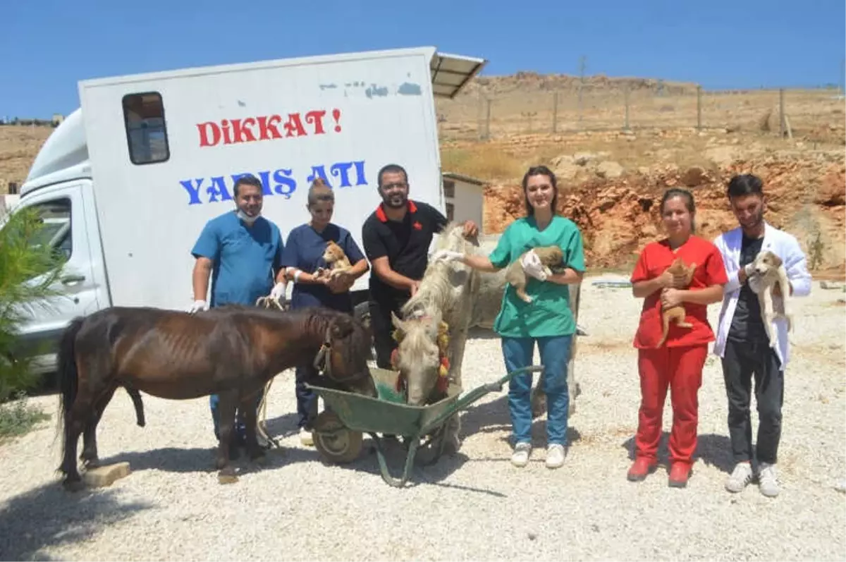 Mardin\'de İşkence Gören At Tedavi İçin İstanbul\'a Gönderildi