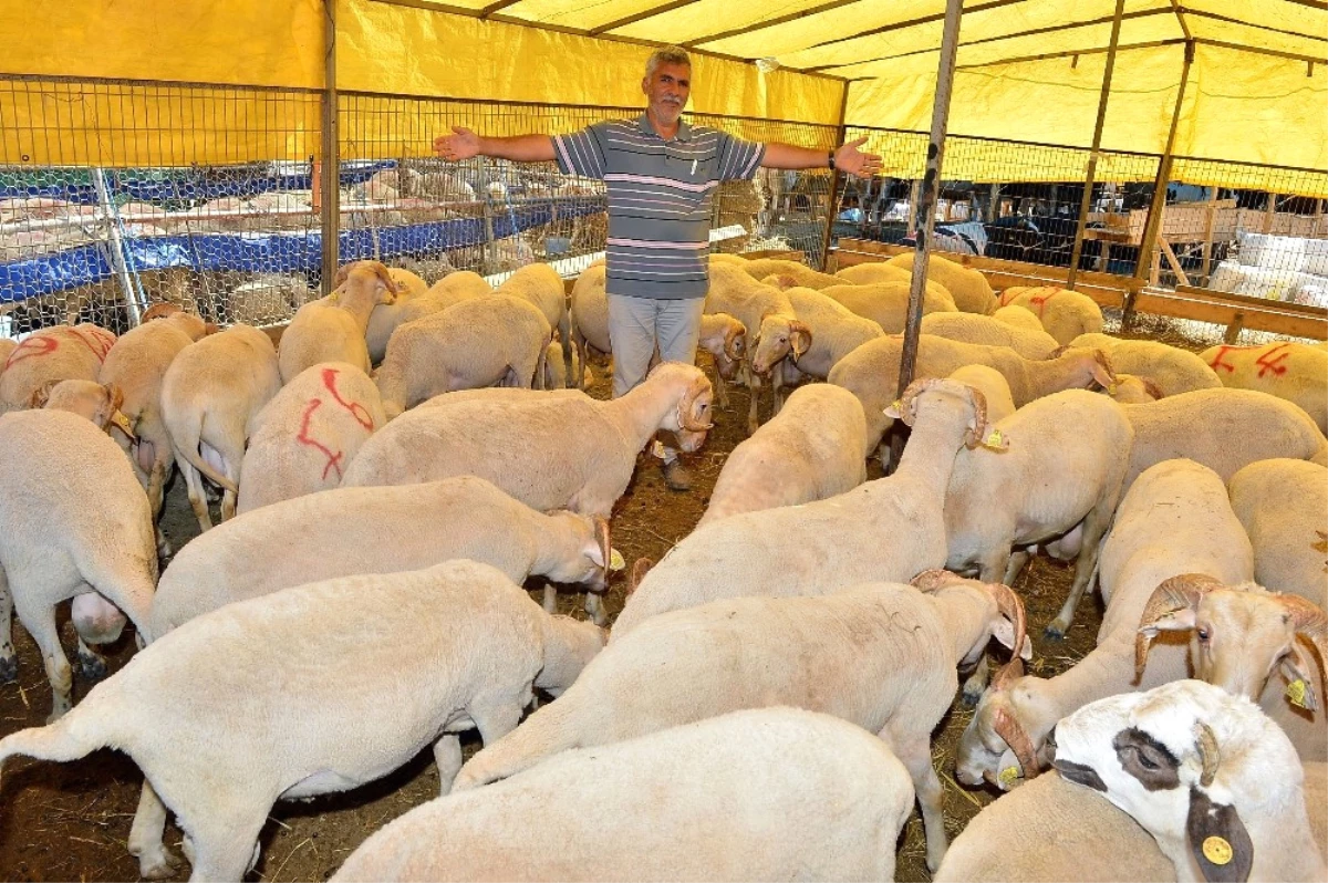 Yasak Yerde Kurban Kesiminin Cezası 105 Lira