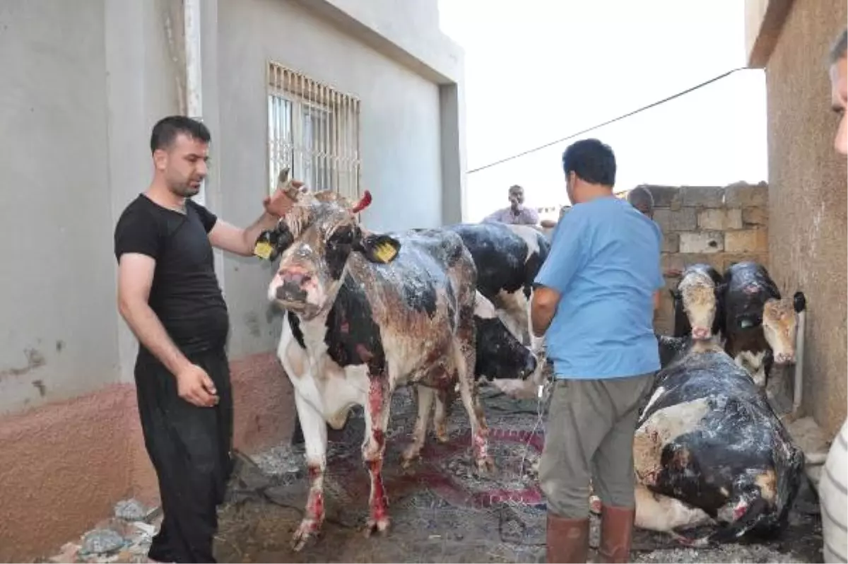 Ahırdaki Yangında, Hayvanlarda Yanıklar Oluştu